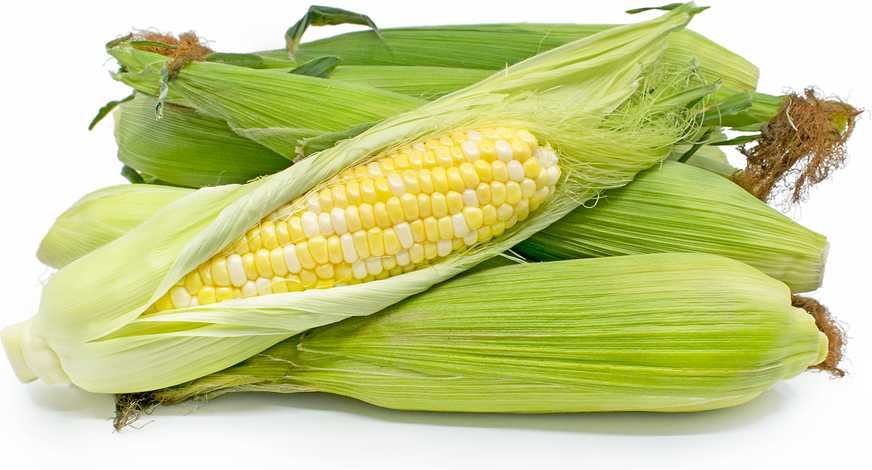 Corn-Bicolor (GA)